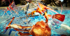 Fight Crab - Fight Crab