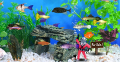 Fish Tycoon - Fish Tycoon