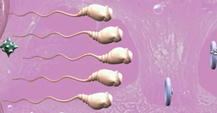Catch the Sperm - Catch the Sperm