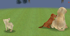 Nintendogs - Nintendogs